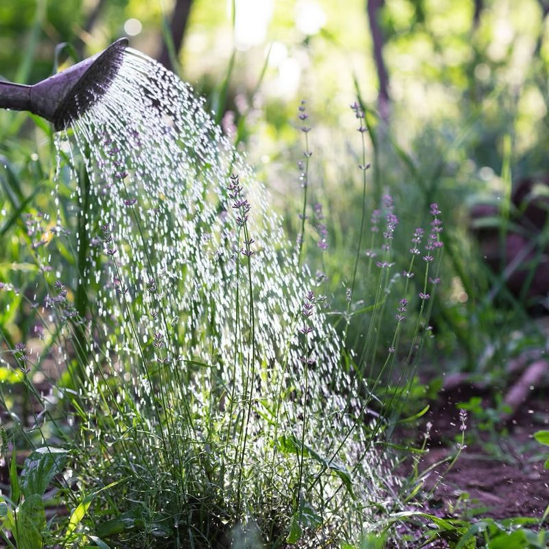 Water Deeply Before The Ground Freezes Solid