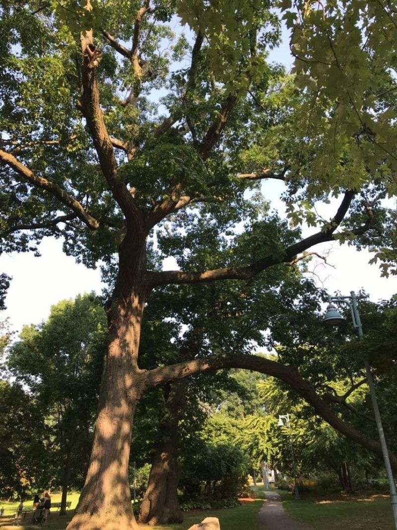 Removing Protected or Heritage Trees