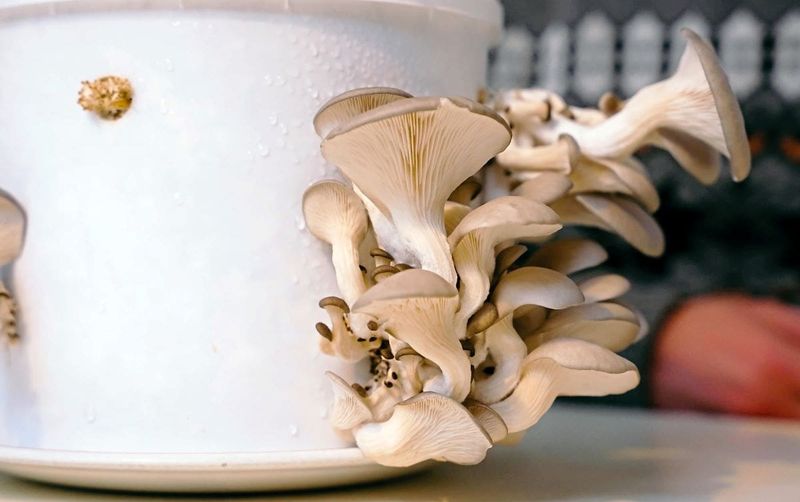 Installing Ready-Made Mushroom Growing Kits In Shady Corners