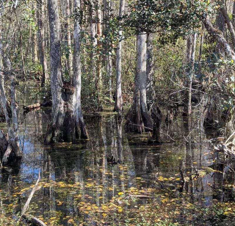 Removing or Planting Trees Near Wetlands