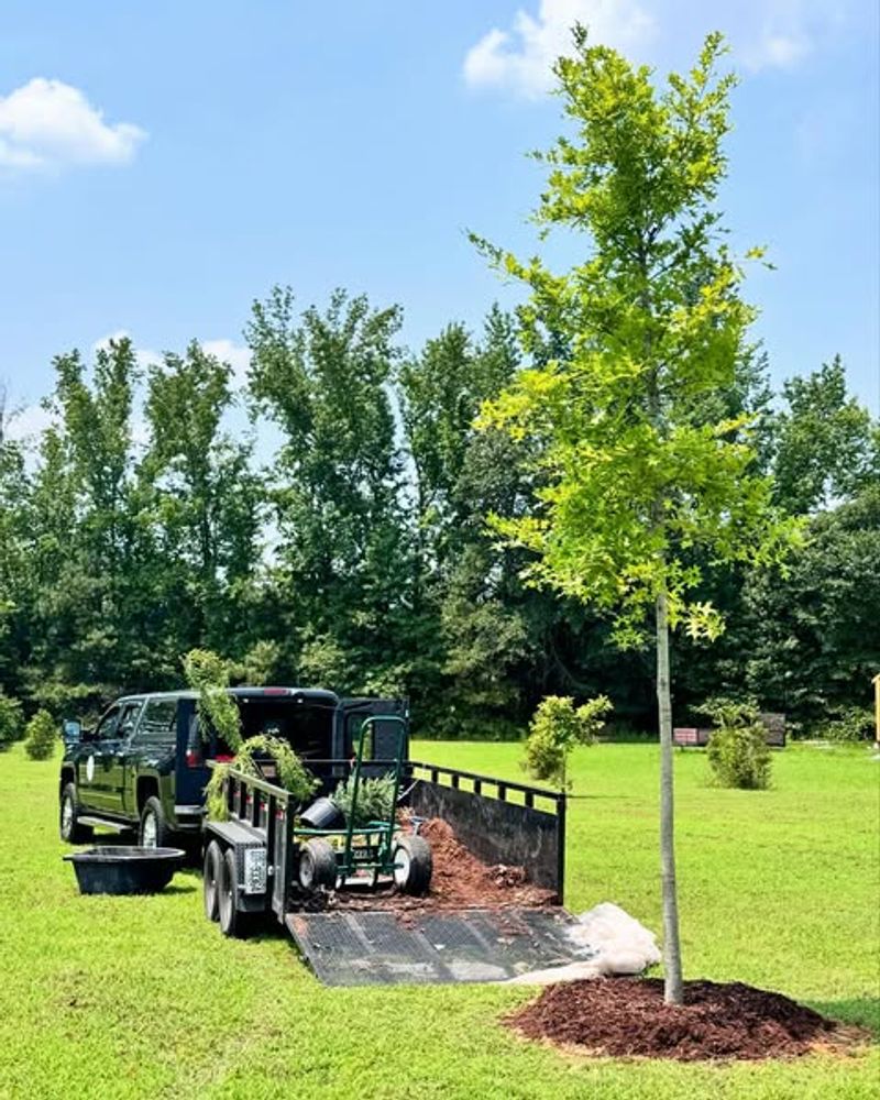 Planting Large Trees