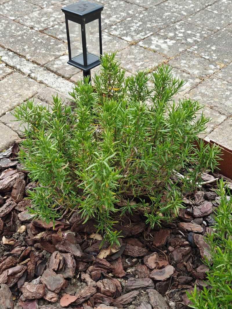 Once Established It Gets Through Dry Spells With Little Fuss