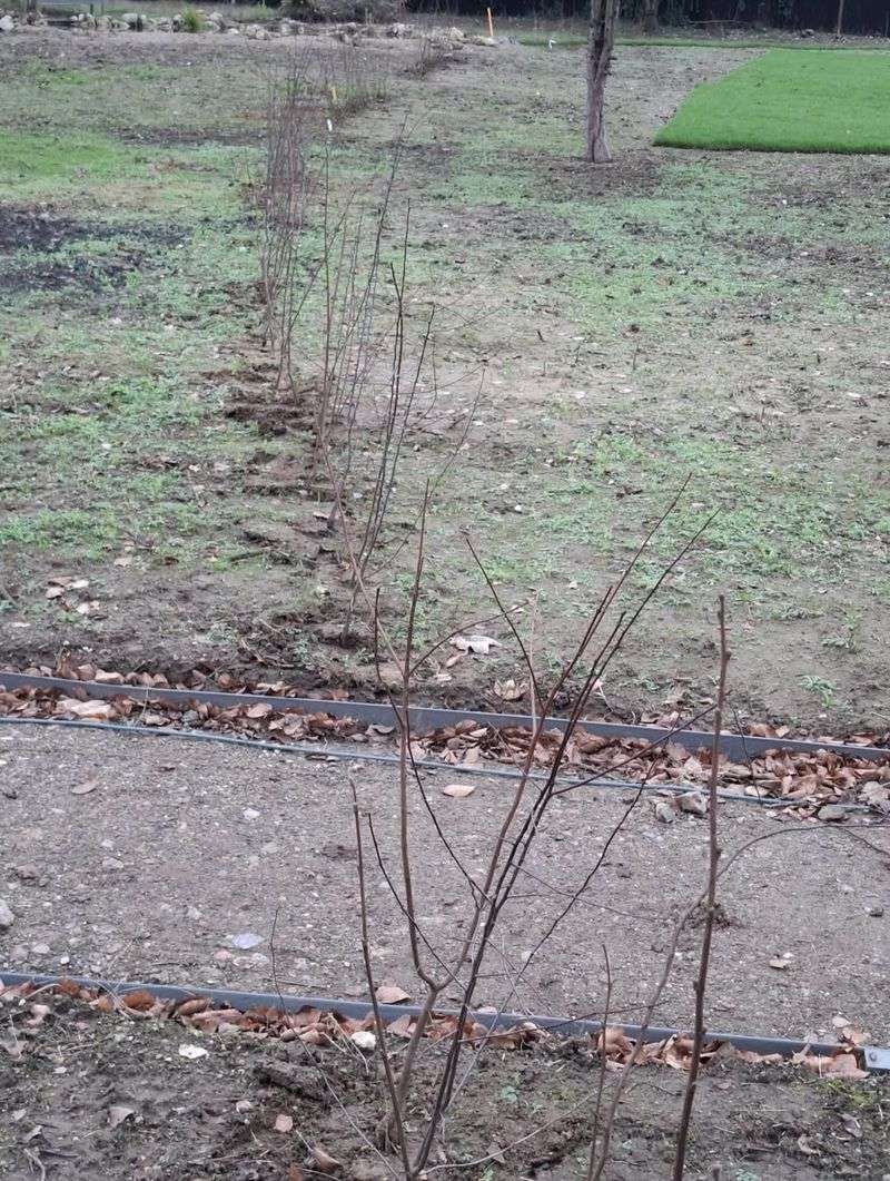 Delayed Or Uneven Spring Growth