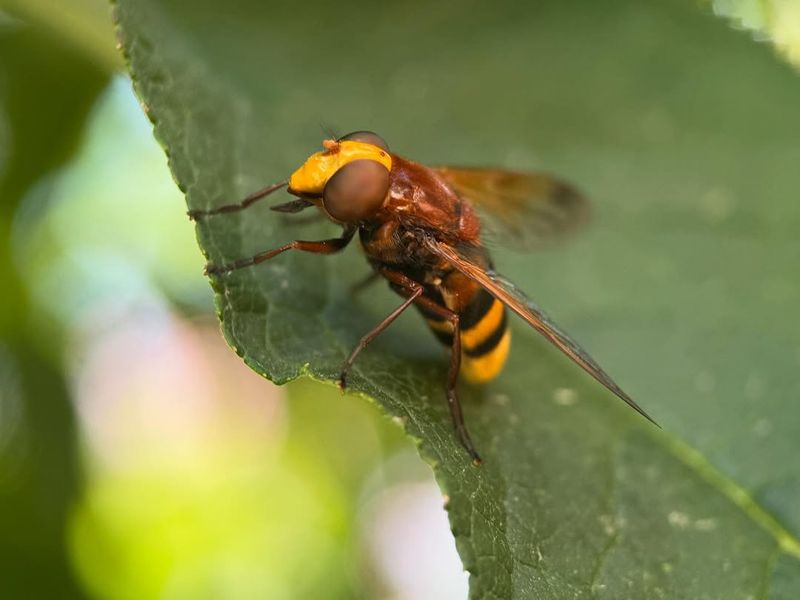 Hoverflies