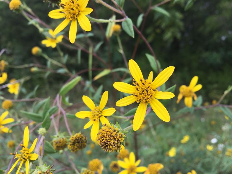 Schweinitz's Sunflower