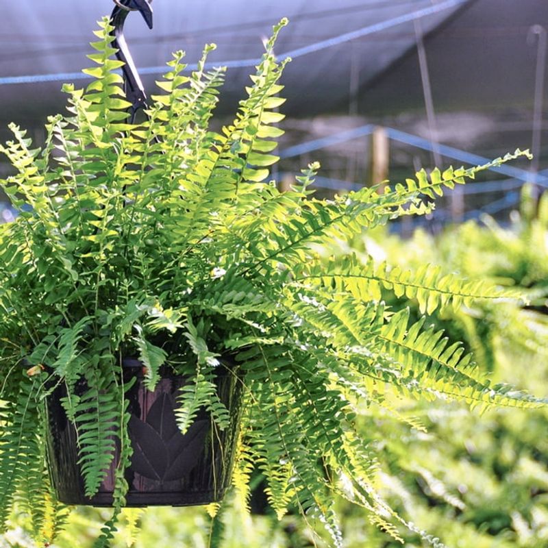 Boston Fern