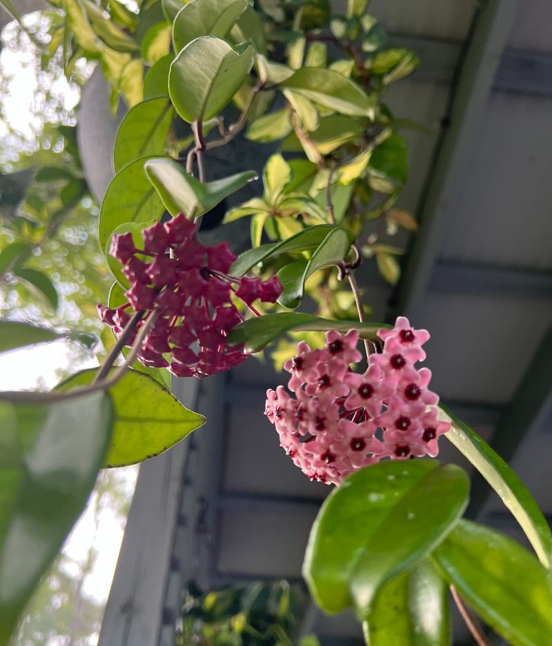 Hoya (Wax Plant — Hoya Carnosa)