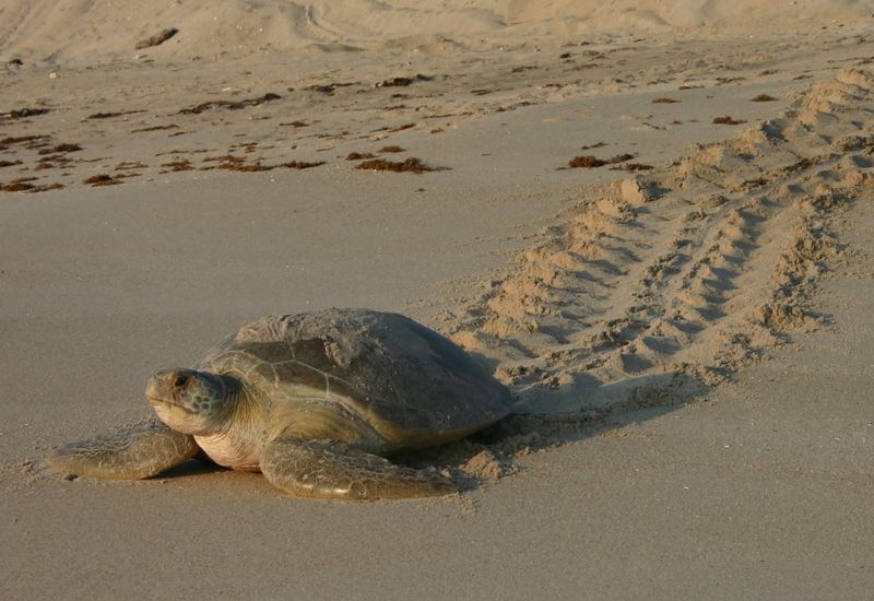 Sea Turtles: Beach-Nesting Protected Reptiles