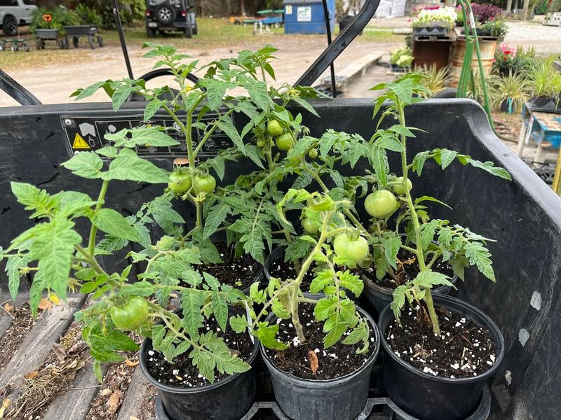 Use Larger Containers With Proper Drainage
