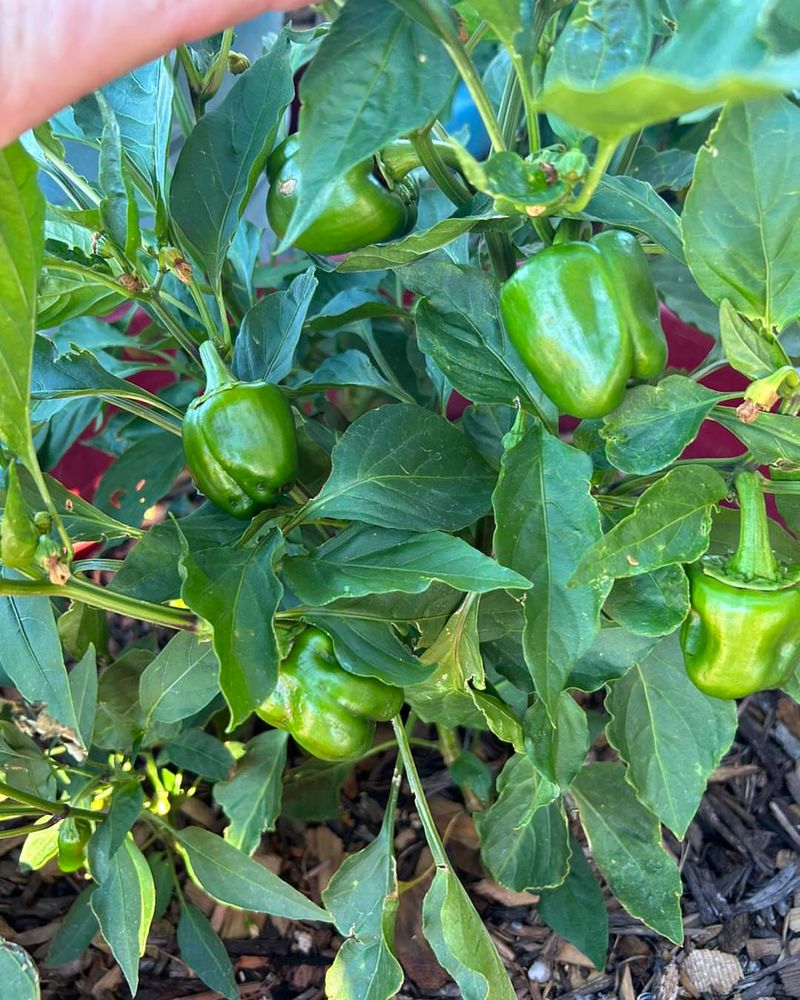 Bell Peppers