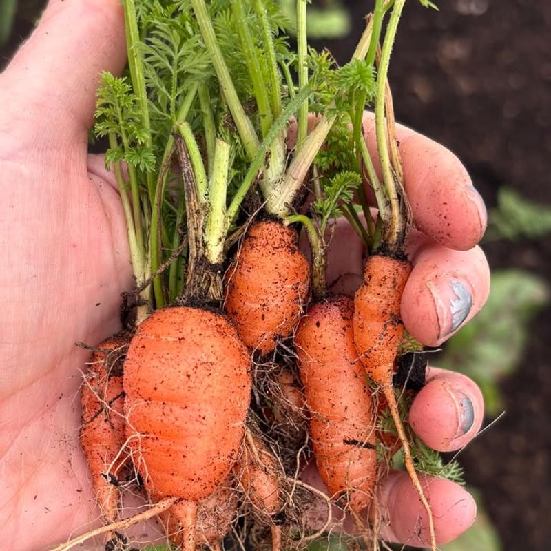 Baby Carrots (Dense Planting)