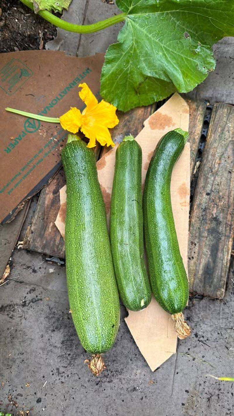 Zucchini (Early Varieties)