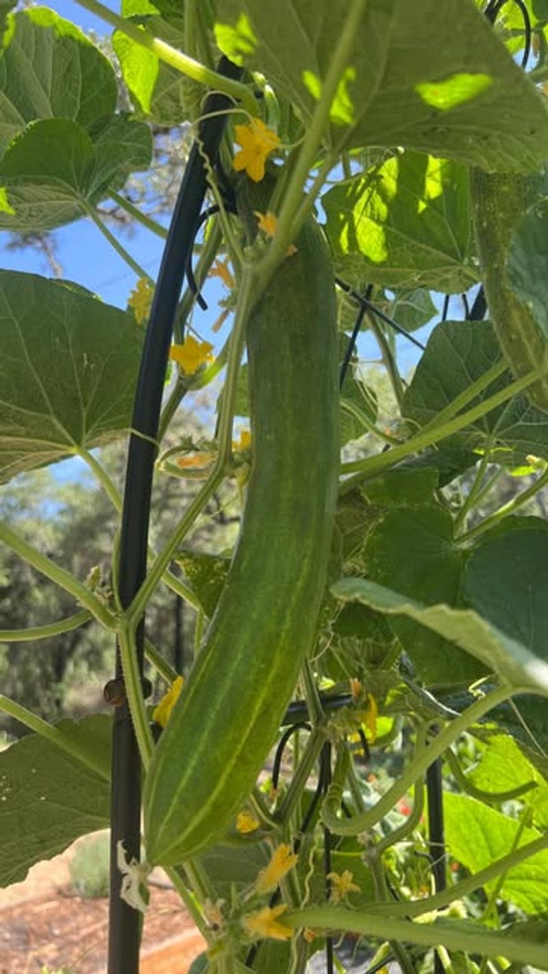 Cucumbers