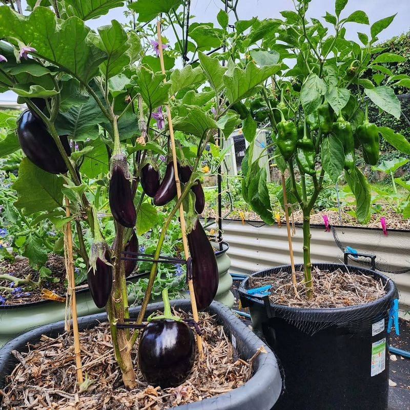 Eggplant And Bush Beans