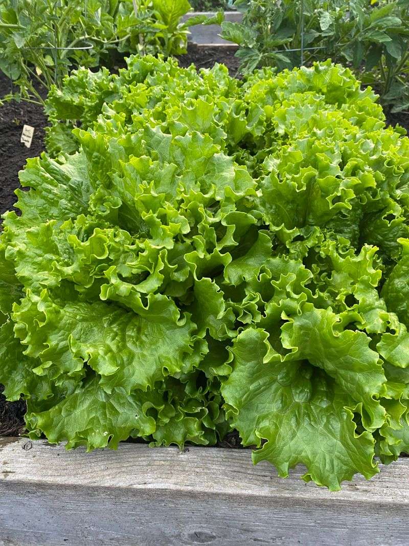 Leaf Lettuce