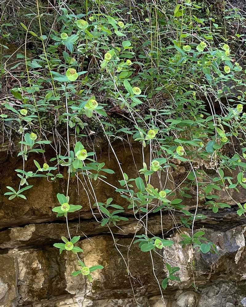 Limber Honeysuckle (Lonicera Dioica)