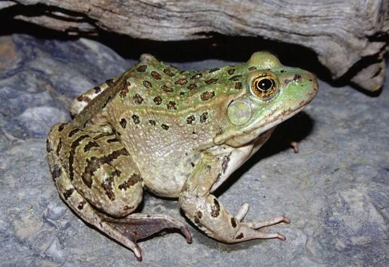 Frogs Act As Nighttime Pest Patrol