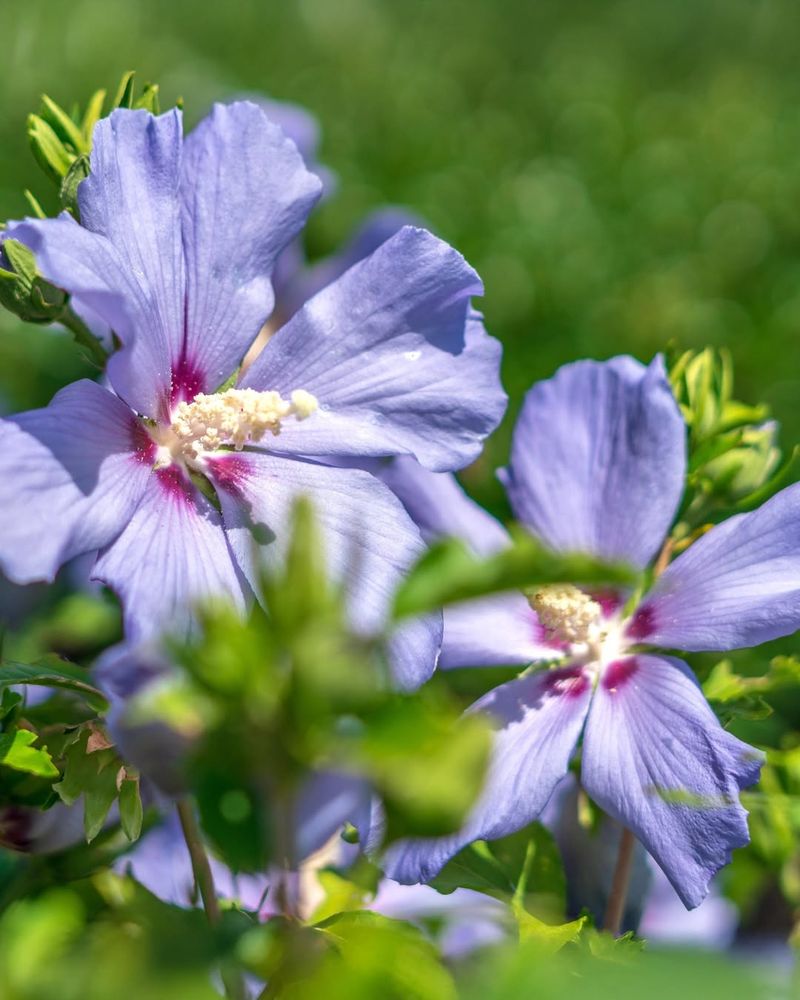 Rose of Sharon