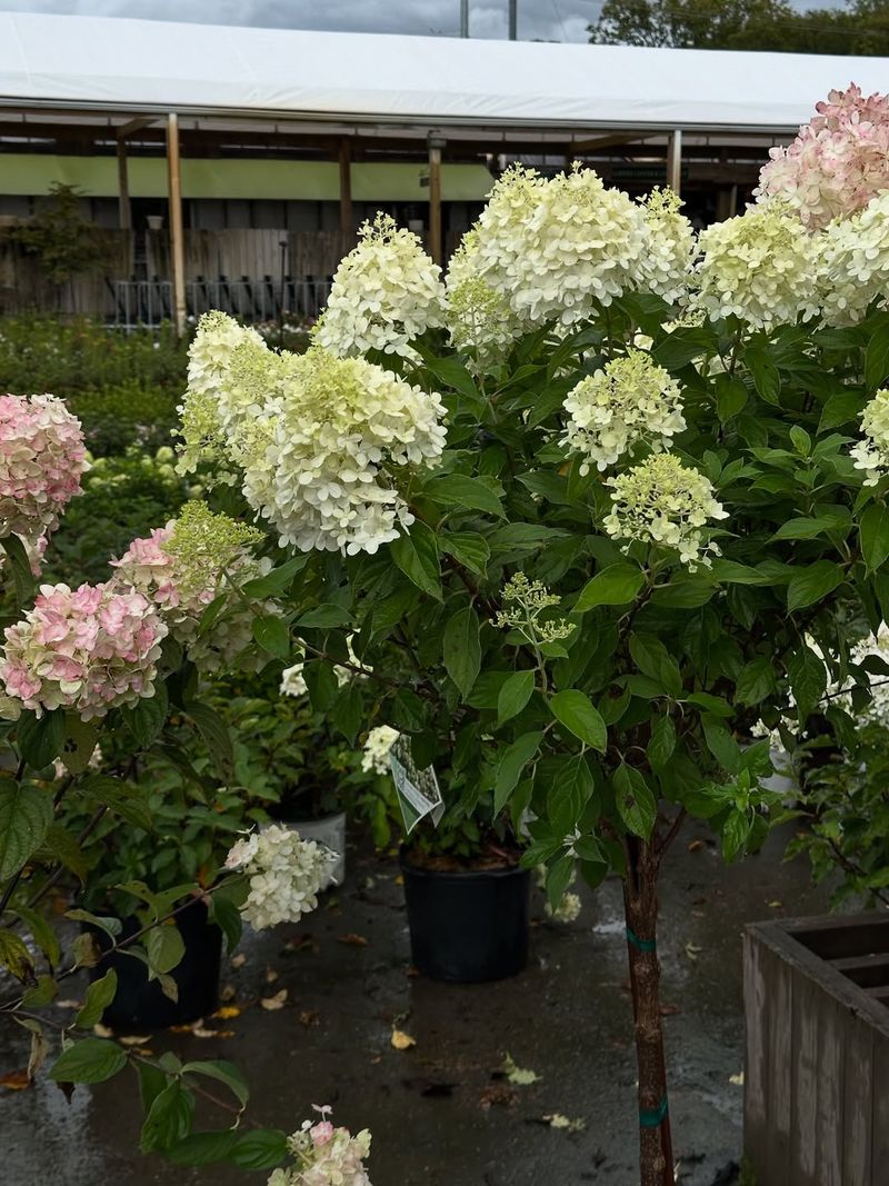 Panicle And Smooth Hydrangeas (Hydrangea paniculata, Hydrangea arborescens)