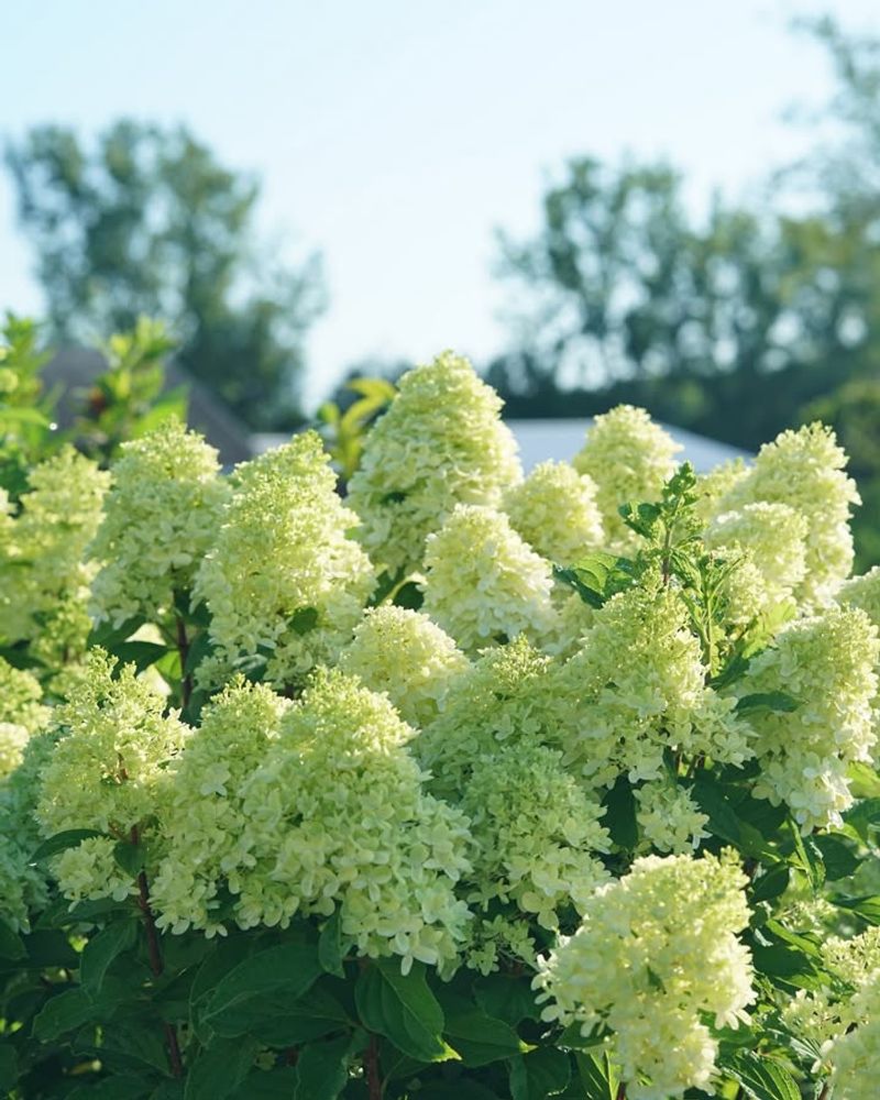 Panicle Hydrangeas (Hydrangea Paniculata)