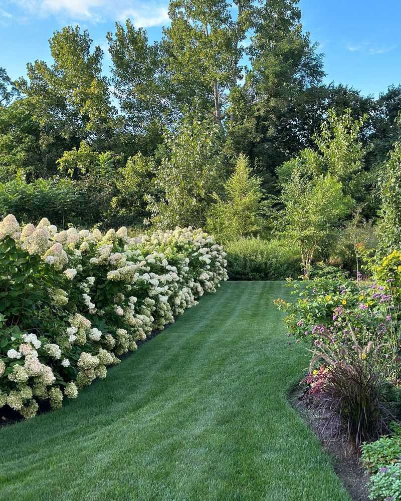 Panicle Hydrangeas (Hydrangea Paniculata)