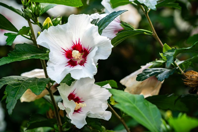 Rose of Sharon