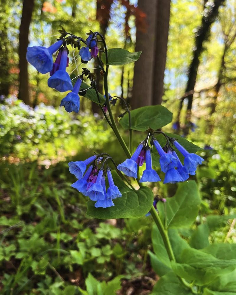 Virginia Bluebells