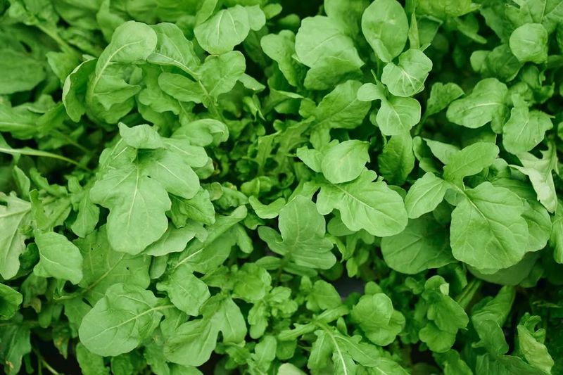 Arugula