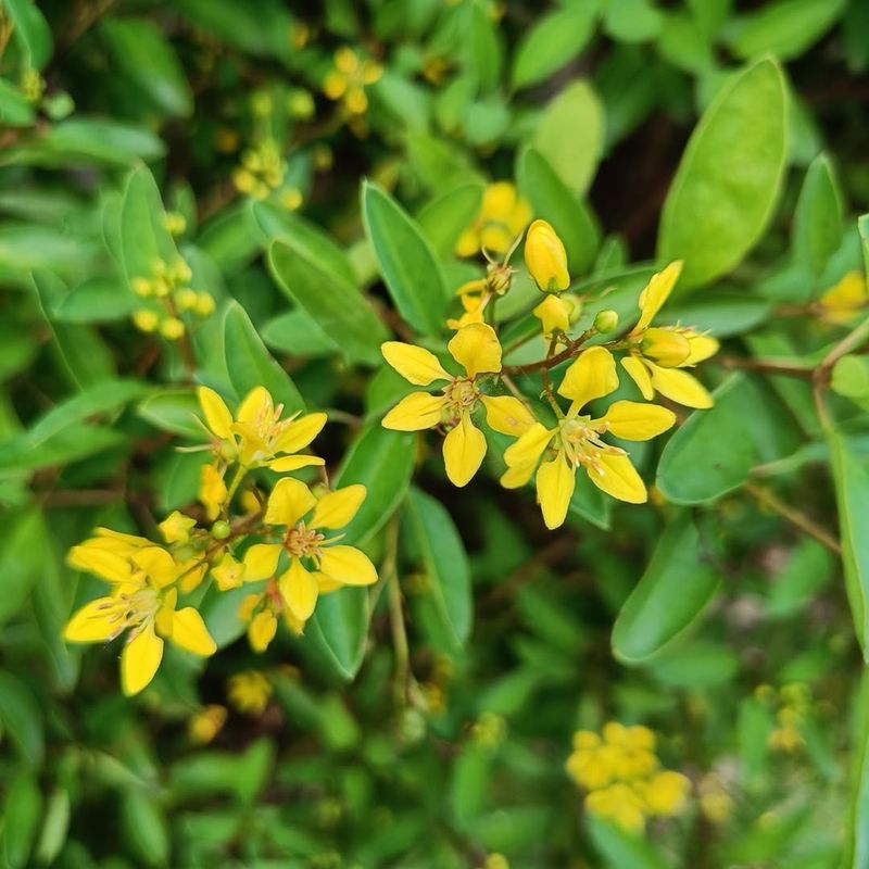 Thryallis Blooms Bright Yellow Almost Year-Round