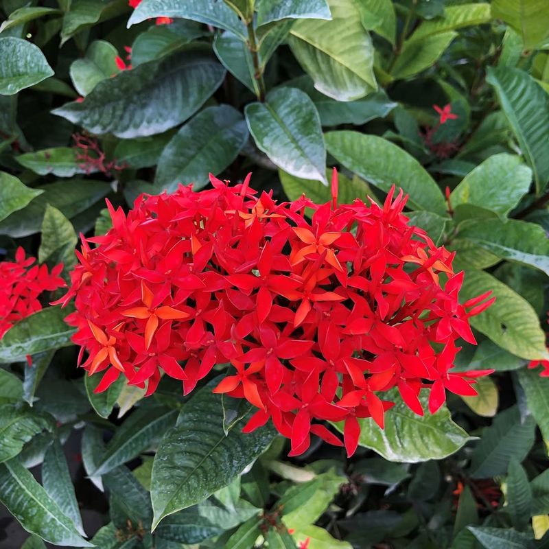 Ixora
