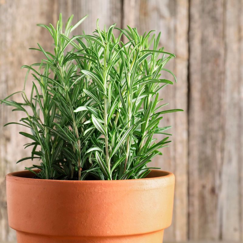 Choose Herbs That Can Handle Dry Indoor Air