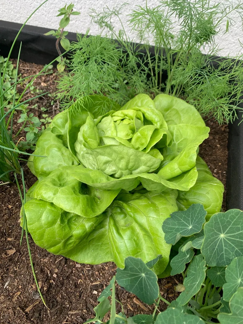 Lettuce (Lactuca sativa)