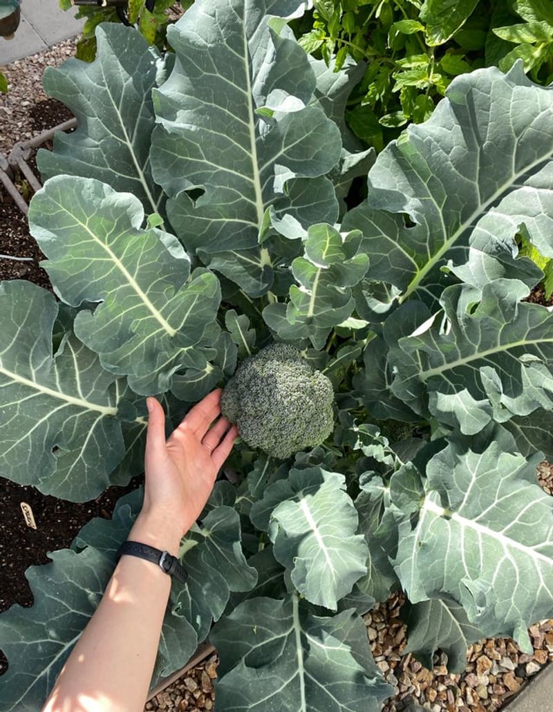 Broccoli Loves North Florida's February Climate