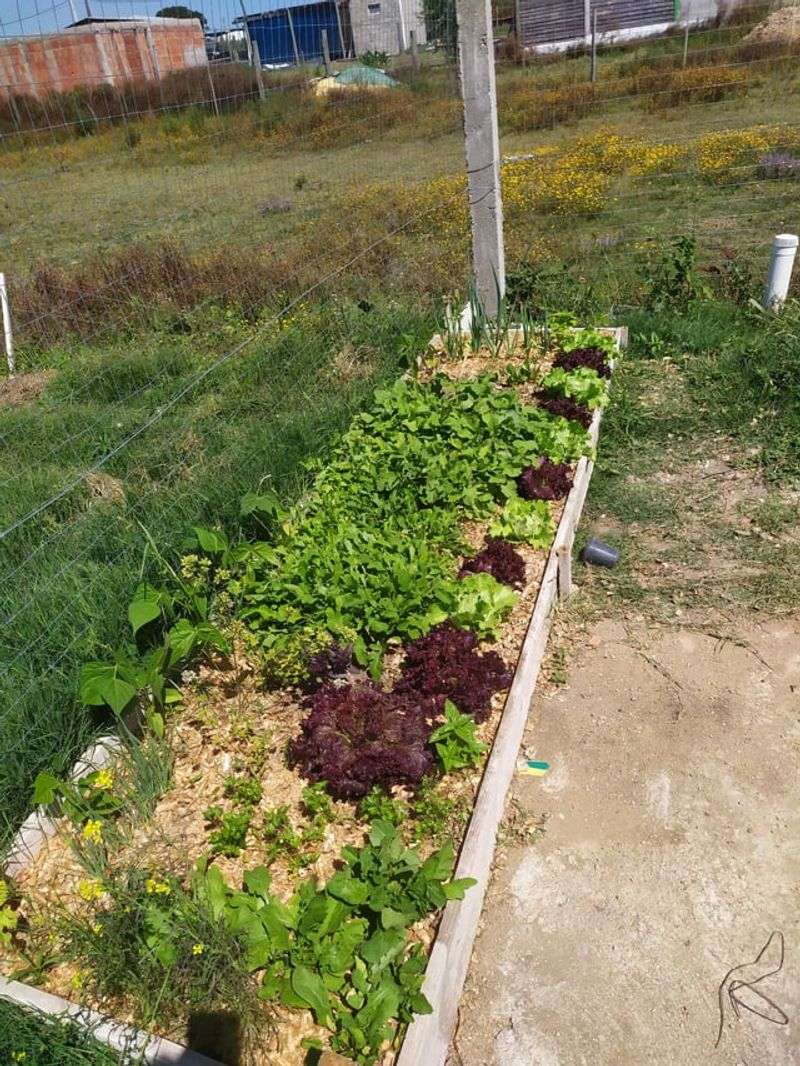 Radishes + Leafy Greens