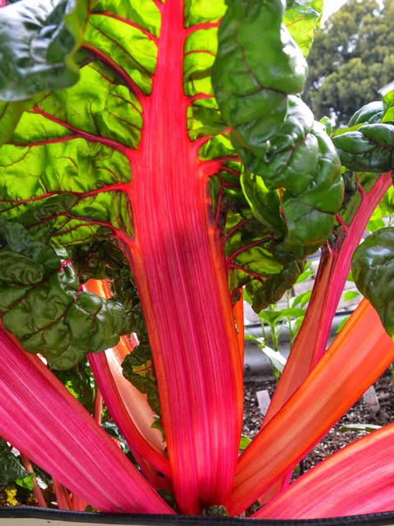 Swiss Chard For Long-Lasting Greens