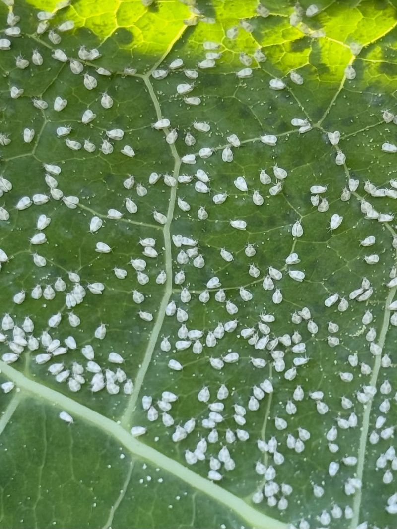 Whiteflies