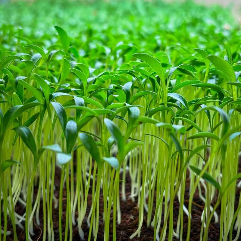 Cilantro Microgreens