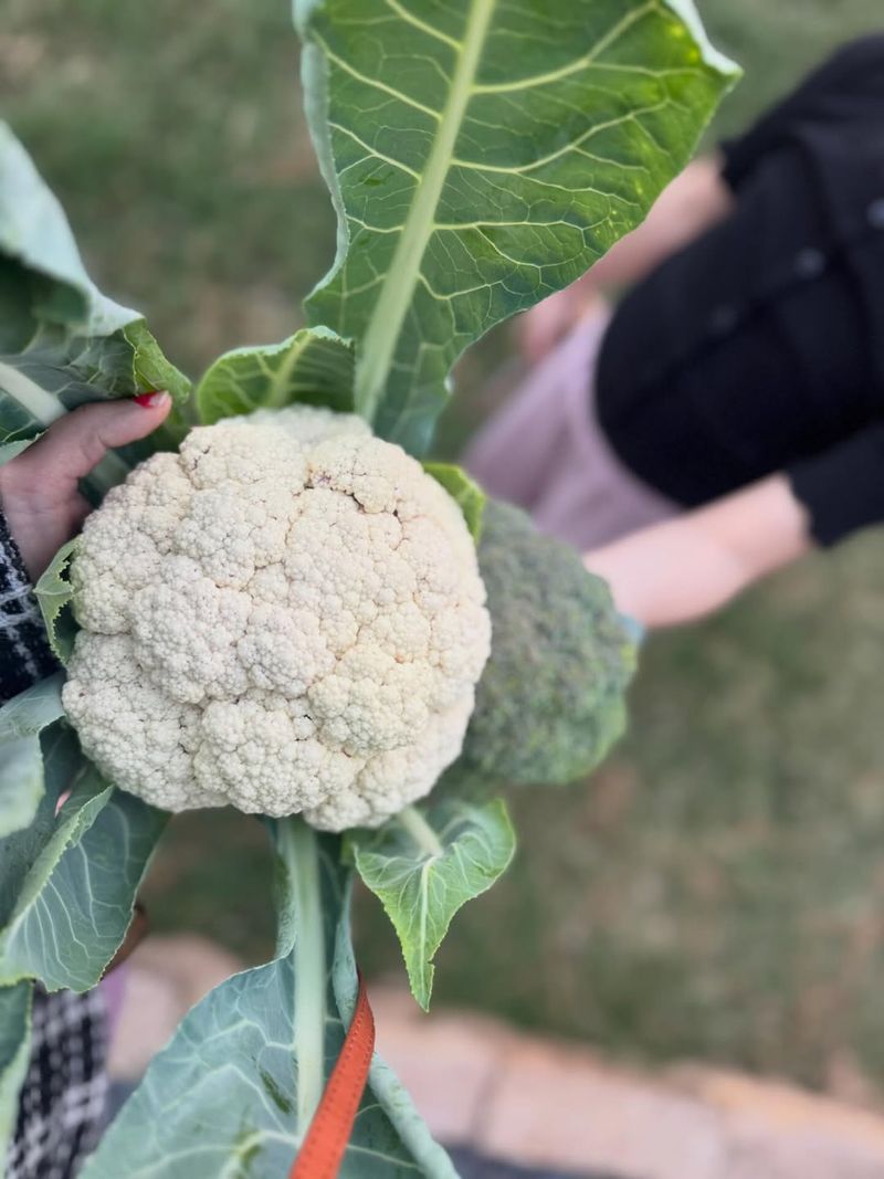 Cauliflower For Bigger Heads Later