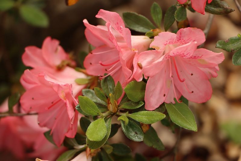 Azalea