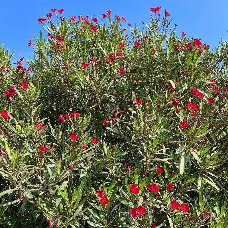 Oleander