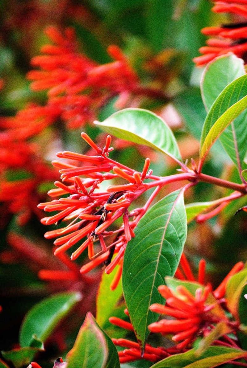 Firebush (Hamelia Patens)