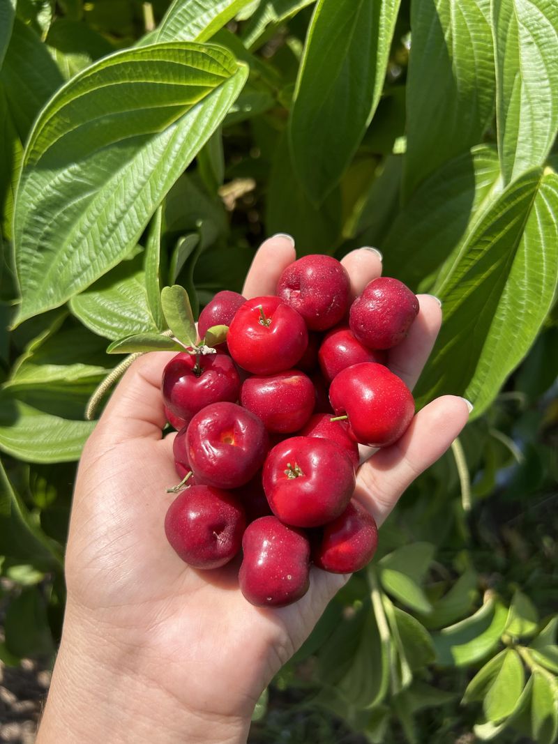 Barbados Cherry