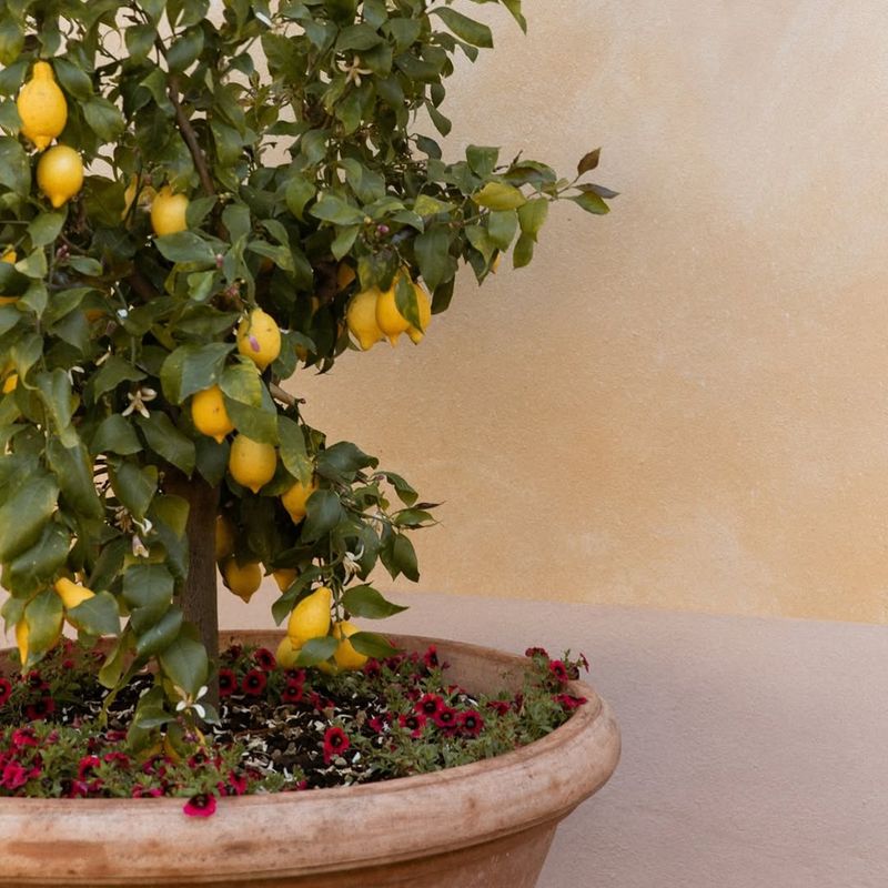Dwarf Meyer Lemon (Citrus × Meyeri)