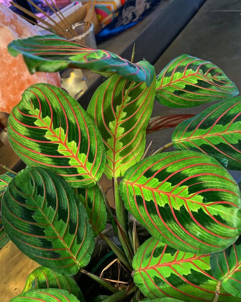 Prayer Plant