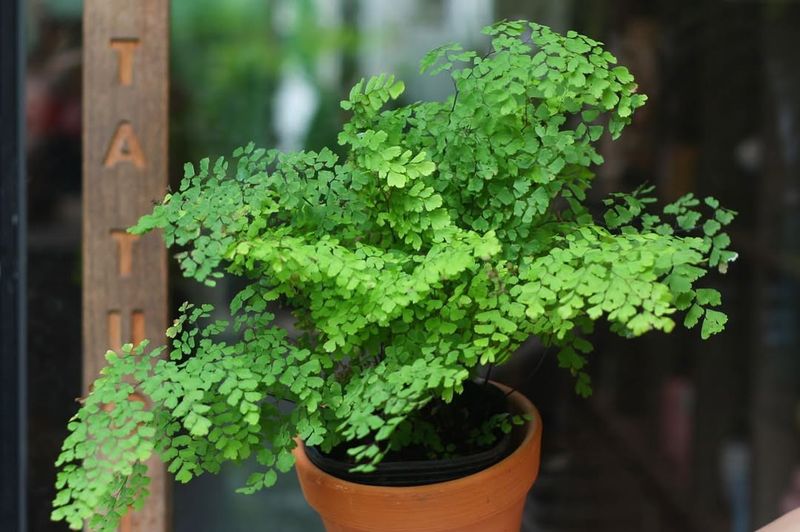Maidenhair Fern