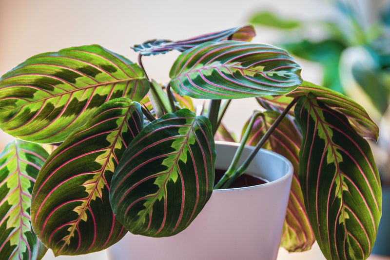 Prayer Plant (Maranta) For Soft, Safe Color