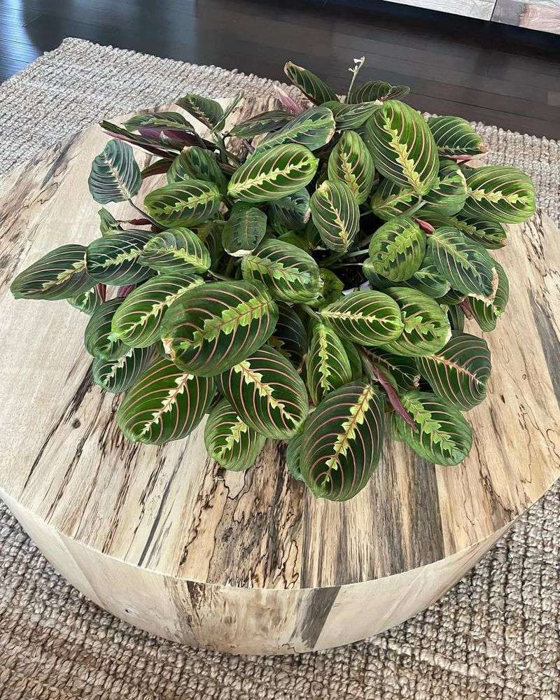 Prayer Plant (Maranta) For Soft, Pet-Friendly Color