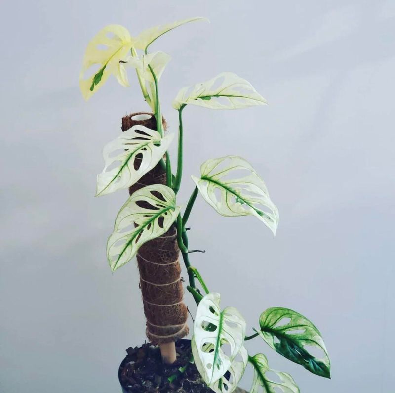 Monstera Adansonii Archipelago