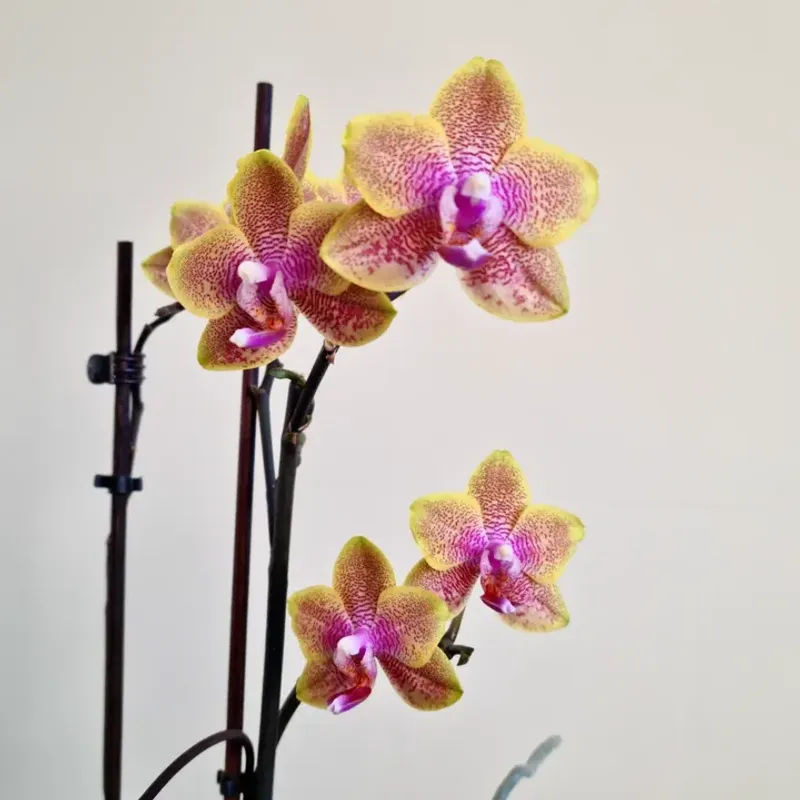 Orchid