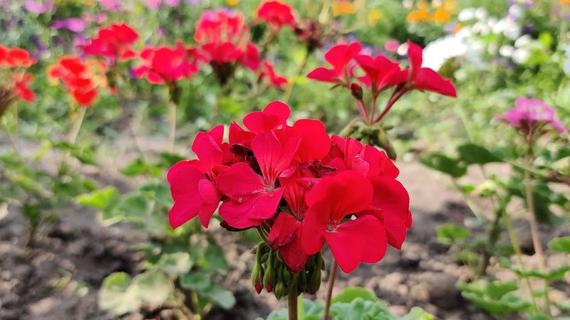 Geraniums